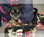 Puppy Duke Yorkshire Terrier-Zuchon Mix