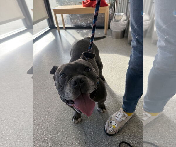 Medium Photo #3 Bulldog-Unknown Mix Puppy For Sale in Sanford, FL, USA