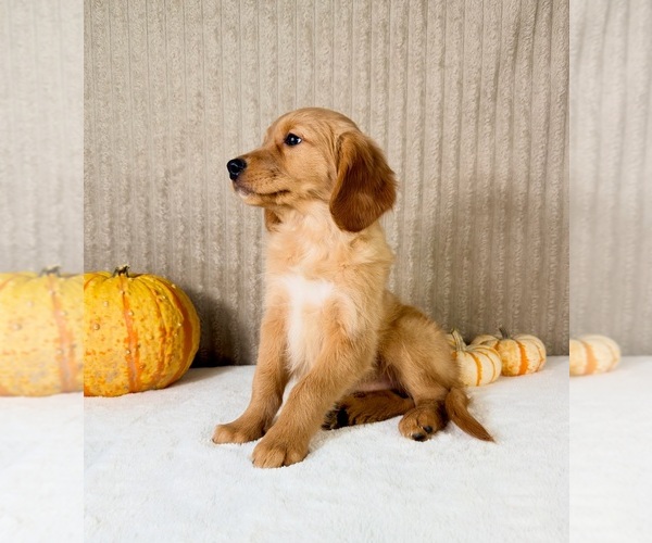 Medium Photo #1 Golden Retriever Puppy For Sale in INDIANAPOLIS, IN, USA