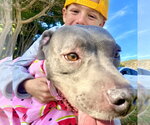 Gigi - Female American Staffordshire Terrier Dog for Adoption - Small photo