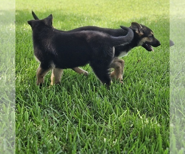 Medium Photo #4 German Shepherd Dog Puppy For Sale in NAVASOTA, TX, USA