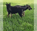 Small #3 German Shepherd Dog