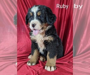 Bernese Mountain Dog Puppy for sale in CANON CITY, CO, USA