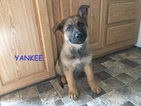 Small Photo #1 German Shepherd Dog Puppy For Sale in HEMET, CA, USA