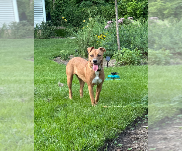 Medium Photo #2 Mutt Puppy For Sale in Mundelein, IL, USA