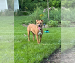 Small #1 Mutt