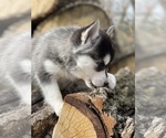 Small Photo #1 Alaskan Klee Kai-Pomsky Mix Puppy For Sale in STAPLES, MN, USA
