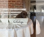 Puppy Puppy 8 pink Labrador Retriever