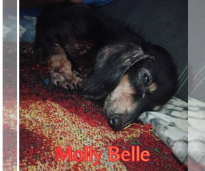Molly Belle - Female Dachshund Dog for Adoption - Photo #8