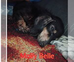 Small Photo #8 Dachshund Puppy For Sale in San Antonio, TX, USA