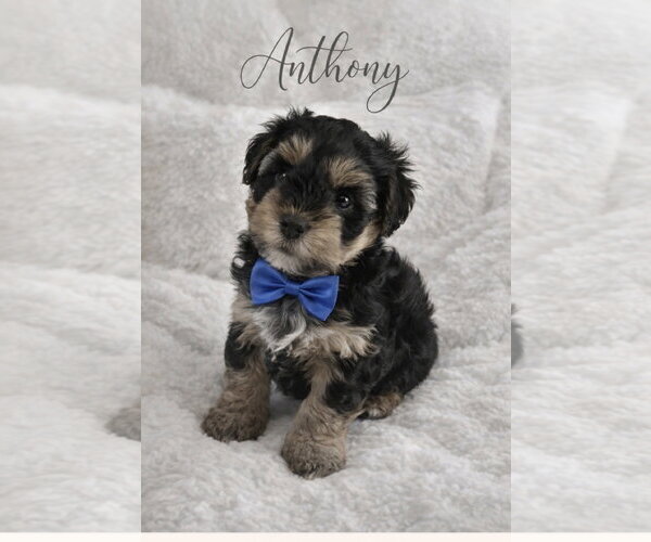 Medium Photo #1 Mutt Puppy For Sale in Menifee, CA, USA