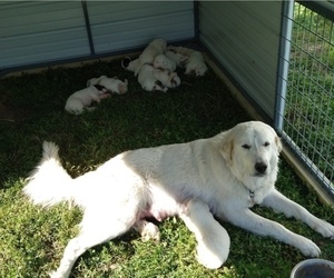 Mother of the Great Pyrenees puppies born on 03/24/2023