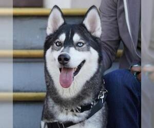 Siberian Husky-Unknown Mix Dogs for adoption in Alameda, CA, USA