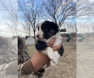 Medium Australian Shepherd