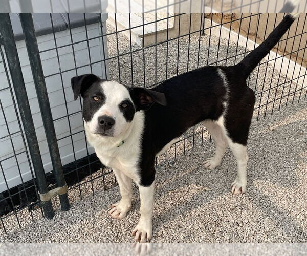 Medium Photo #3 American Pit Bull Terrier-Border Collie Mix Puppy For Sale in Bolivar, MO, USA