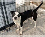 Small #2 American Pit Bull Terrier-Border Collie Mix