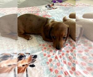 Dachshund Puppy for sale in GORDONVILLE, TX, USA