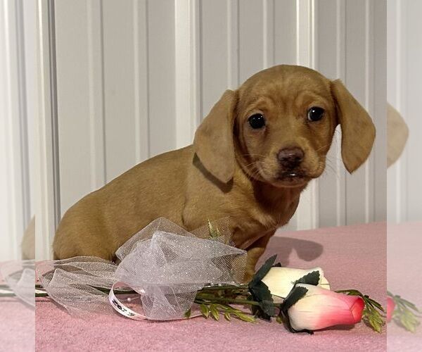 Medium Photo #2 Dachshund Puppy For Sale in FREDONIA, PA, USA
