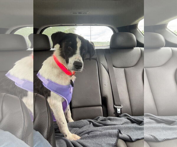 Medium Photo #6 Border Collie-Unknown Mix Puppy For Sale in Oakhurst, NJ, USA