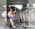 Small #5 Border Collie Mix