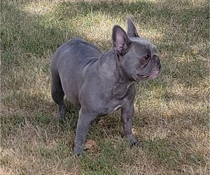 Mother of the French Bulldog puppies born on 01/06/2023