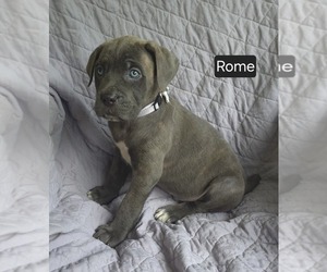 Cane Corso Puppy for sale in MINERAL WELLS, WV, USA