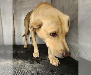 American Staffordshire Terrier-Unknown Mix Dogs for adoption in San Antonio, TX, USA