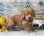 Small Photo #1 Labradoodle Puppy For Sale in LANCASTER, PA, USA