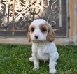 Small Photo #21 Cavapoo Puppy For Sale in PHOENIX, AZ, USA