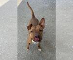 Small #6 American Pit Bull Terrier