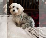 Small #8 Maltese Mix