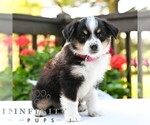 Small #4 Miniature Australian Shepherd
