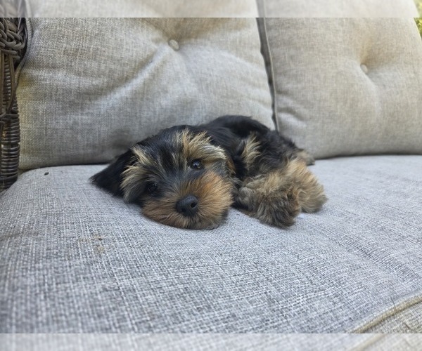 Medium Photo #47 Yorkshire Terrier Puppy For Sale in RHOADESVILLE, VA, USA