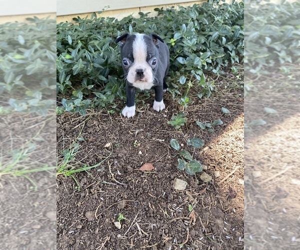 Medium Photo #6 Boston Terrier Puppy For Sale in FREDONIA, KS, USA