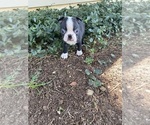 Small #5 Boston Terrier