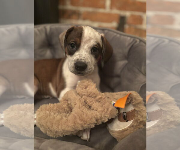 Medium Photo #18 Boxer-English Coonhound Mix Puppy For Sale in Canal Winchester, OH, USA