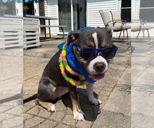 American Pit Bull Terrier-Unknown Mix Dogs for adoption in Germantown, OH, USA