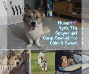 Cardigan Welsh Corgi-Unknown Mix Dogs for adoption in Agoura Hills, CA, USA