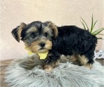 Small #3 Yorkshire Terrier