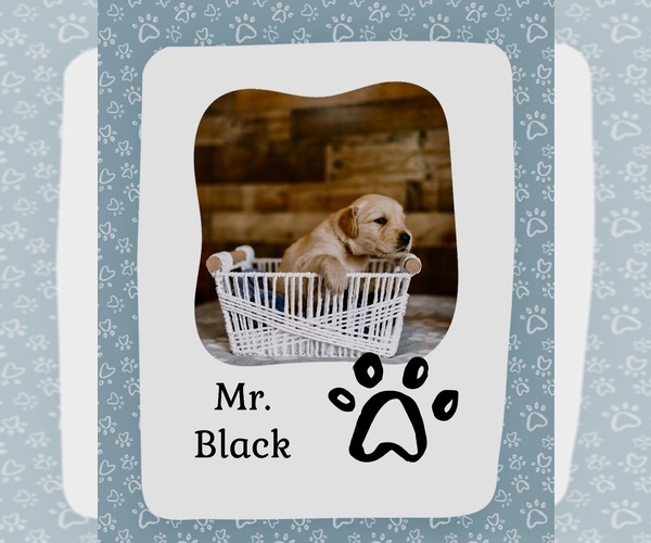 Medium Photo #3 Golden Retriever Puppy For Sale in VERONA, KY, USA