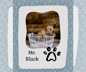 Medium Golden Retriever