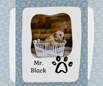 Puppy Mr Black Golden Retriever