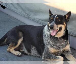 Mother of the Australian Cattle Dog puppies born on 06/26/2021