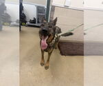 Small German Shepherd Dog