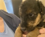 Litter of 5 - Male(s) and Female(s) Airedale TerrierLitter of Puppies for Sale - Photo #2