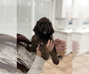 Labradoodle Puppy for Sale in FONTANA, California USA