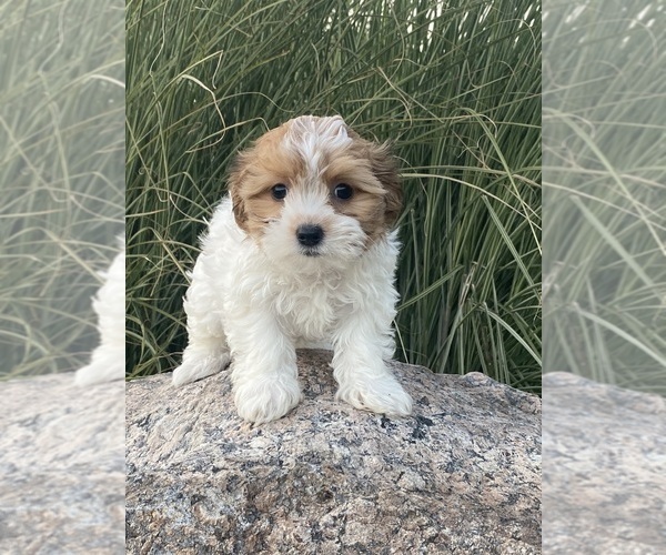 Medium Photo #1 Havanese Puppy For Sale in CANOGA, NY, USA