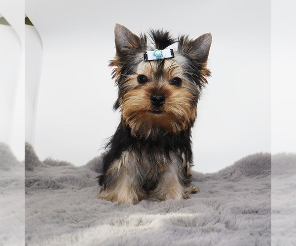 Medium Photo #4 Yorkshire Terrier Puppy For Sale in LOS ANGELES, CA, USA
