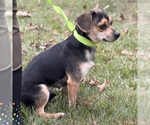 Medium Photo #2 Chihuahua-Unknown Mix Puppy For Sale in Yardley, PA, USA