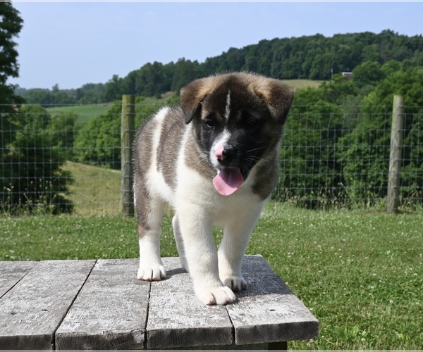 Medium Photo #3 Akita Puppy For Sale in MILLERSBURG, OH, USA